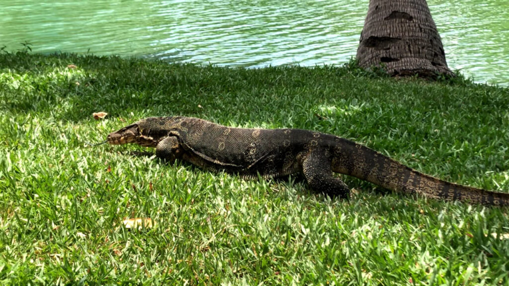Asian Water Monitor in Lumphini Park, Bangkok
