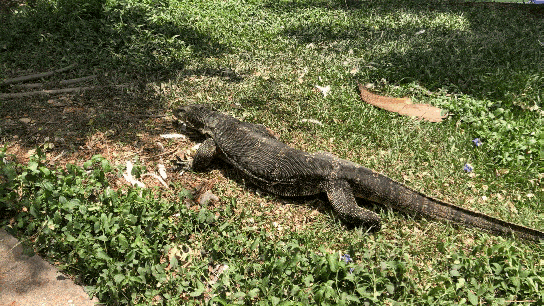 Monitor lizard in Bangkok