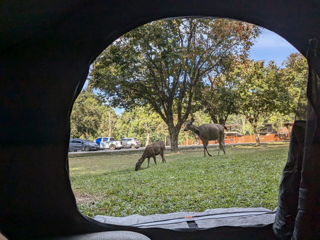 Camping in Khao Yai: Sleep Under the Stars & Spot Deer