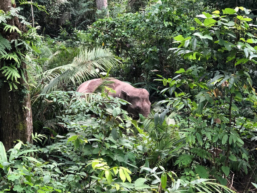 Wild elephants in Khao Yai