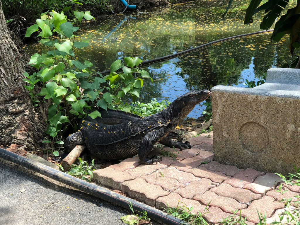 Monitor lizards in Lumphini Park