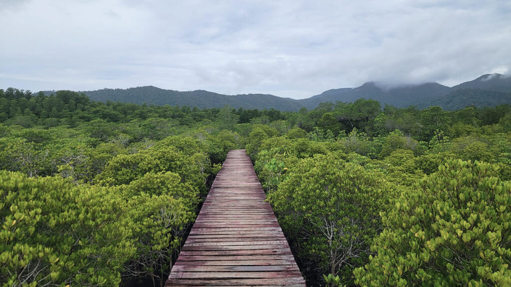 Salak Phet Mangrove Walk