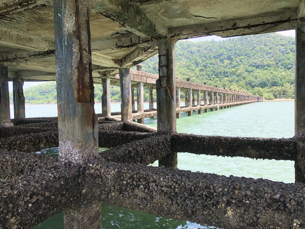 pier’s pillars are covered in seashells and mollusks