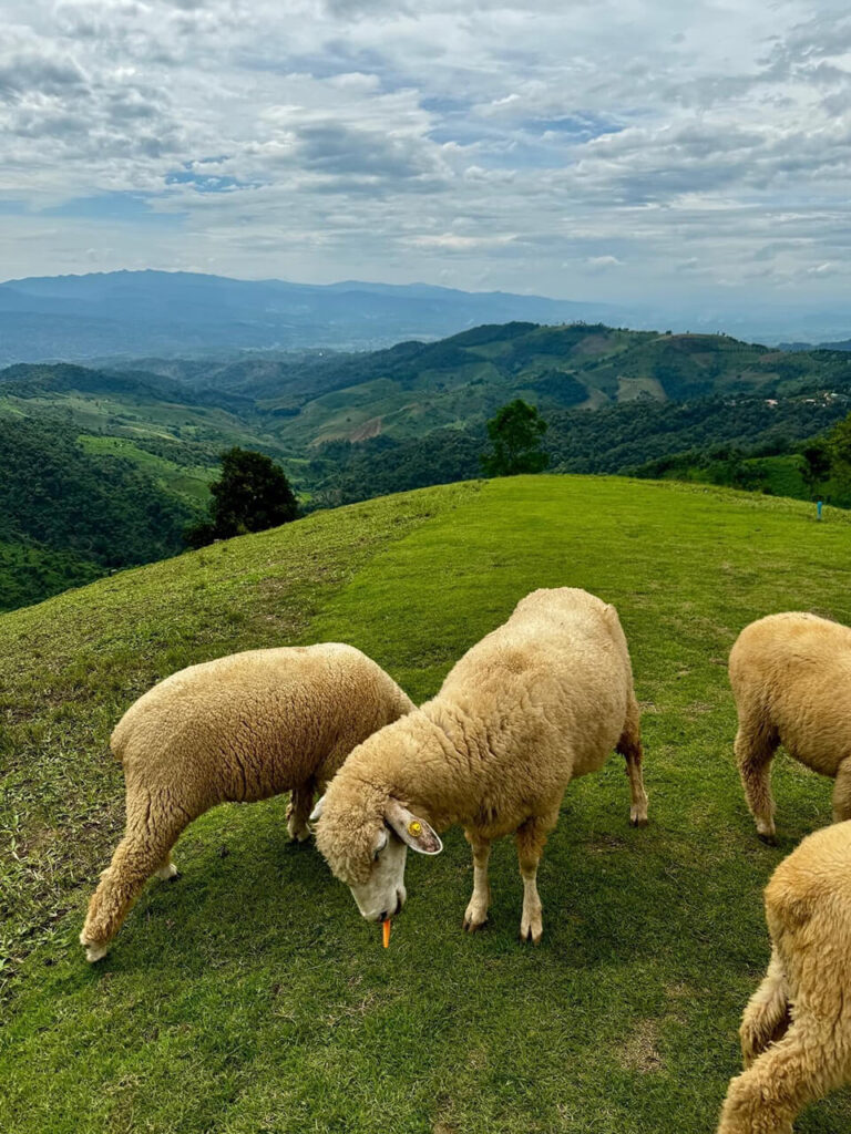 Sheep Farm in Chiang Rai