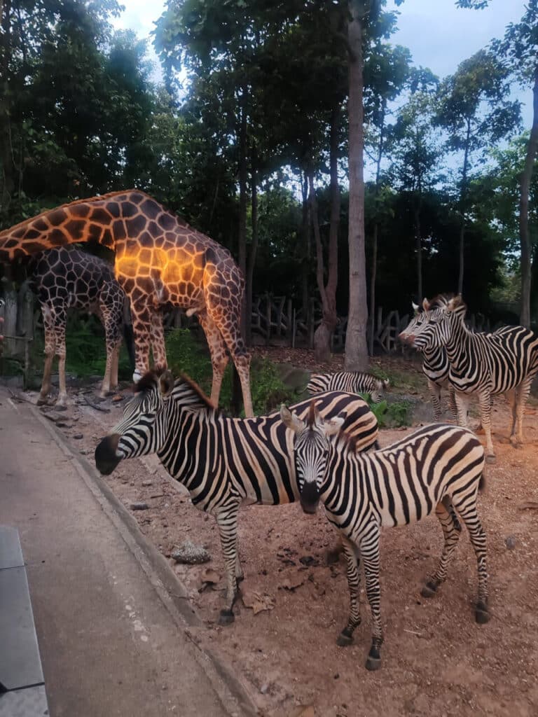 Chiang Mai Night Safari