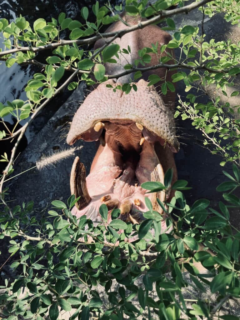 Hippo at Chiang Mai Zoo
