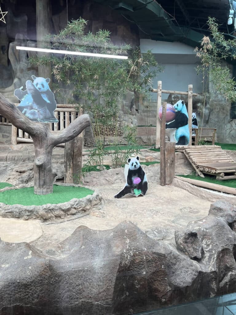 Panda pictures at Chiang Mai Zoo