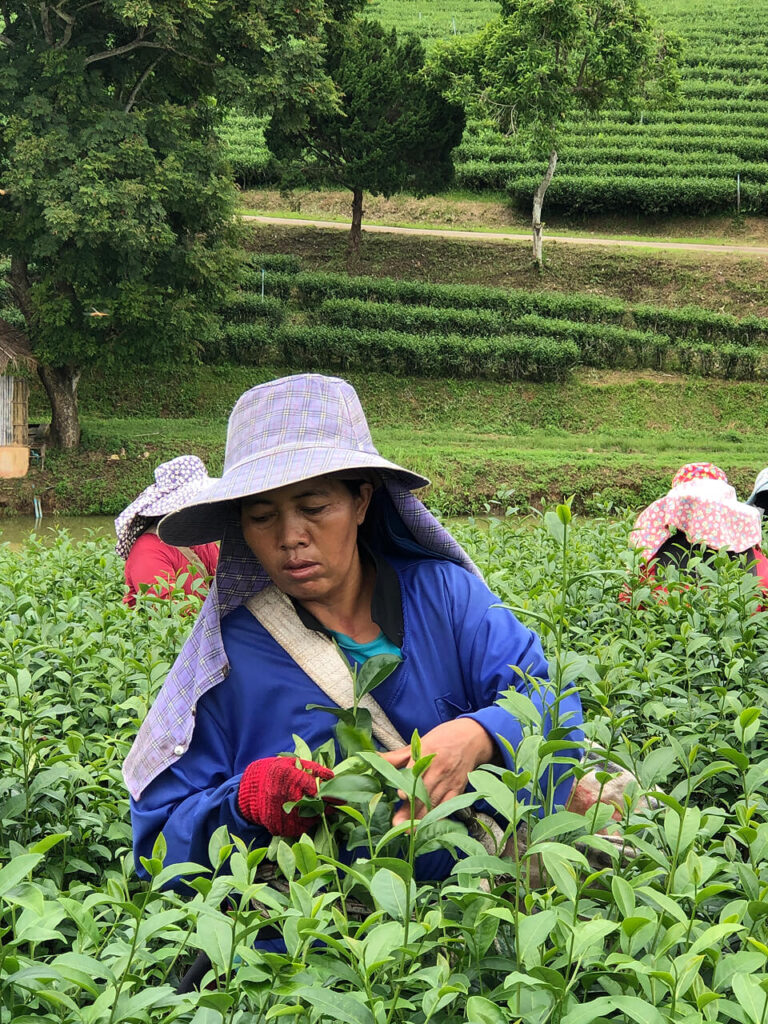 Tea Plantation in Chiang Rai