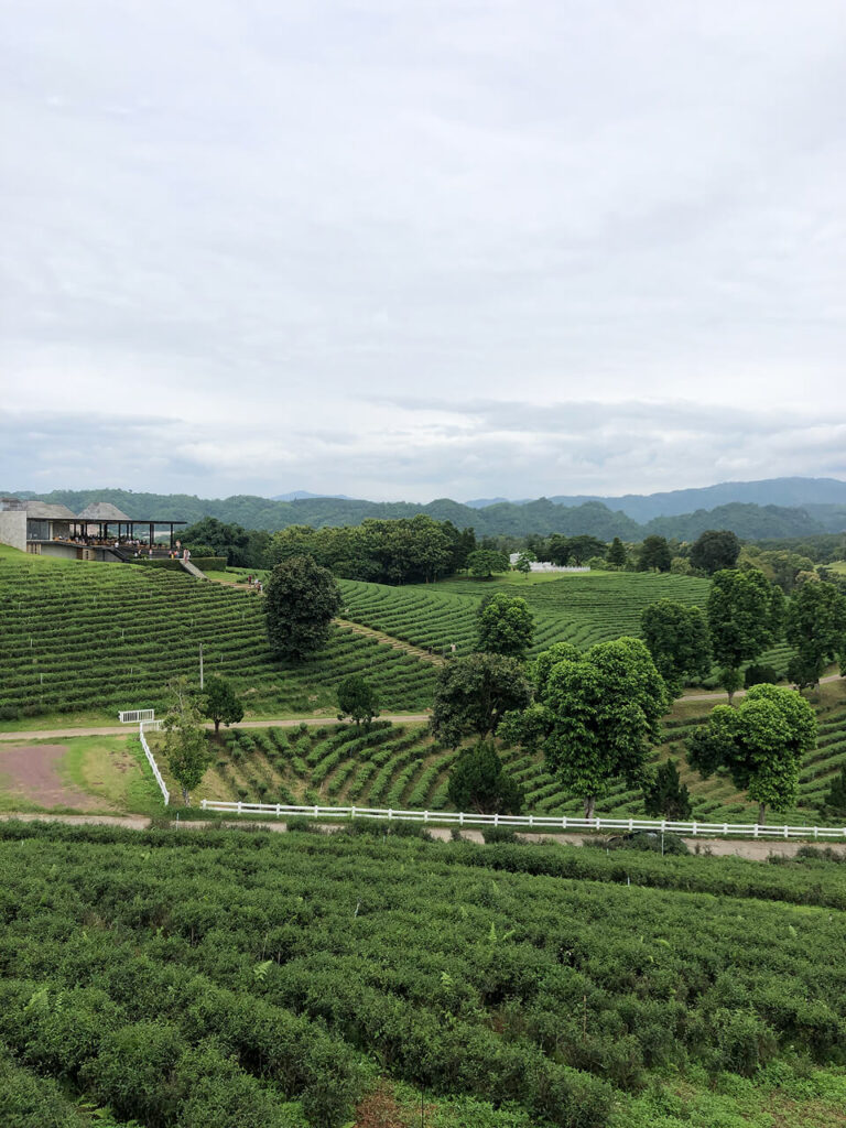 Tea Plantation in Chiang Rai