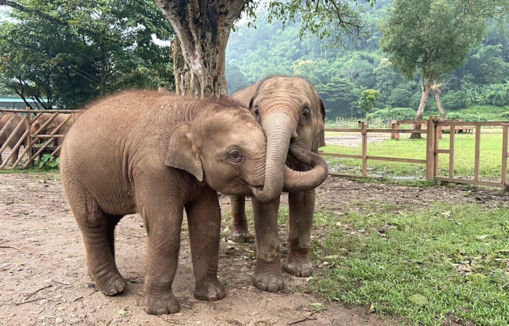 Elephant Nature Park in Chiang Mai