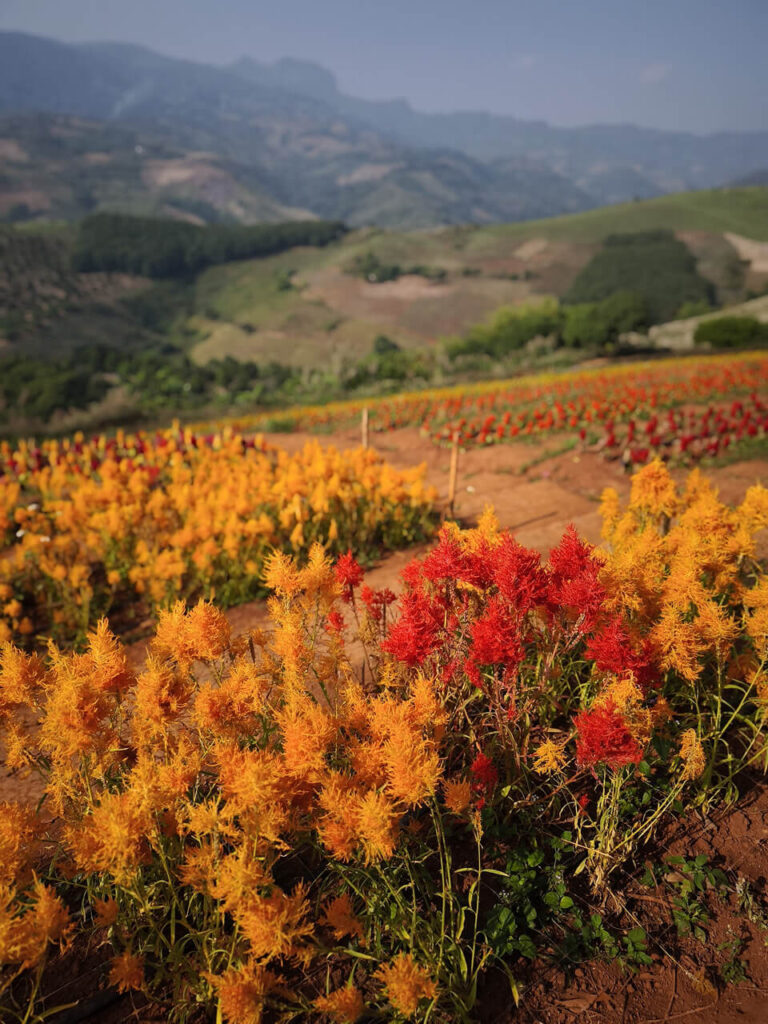 Flower Farms Near Doi Mae Mon