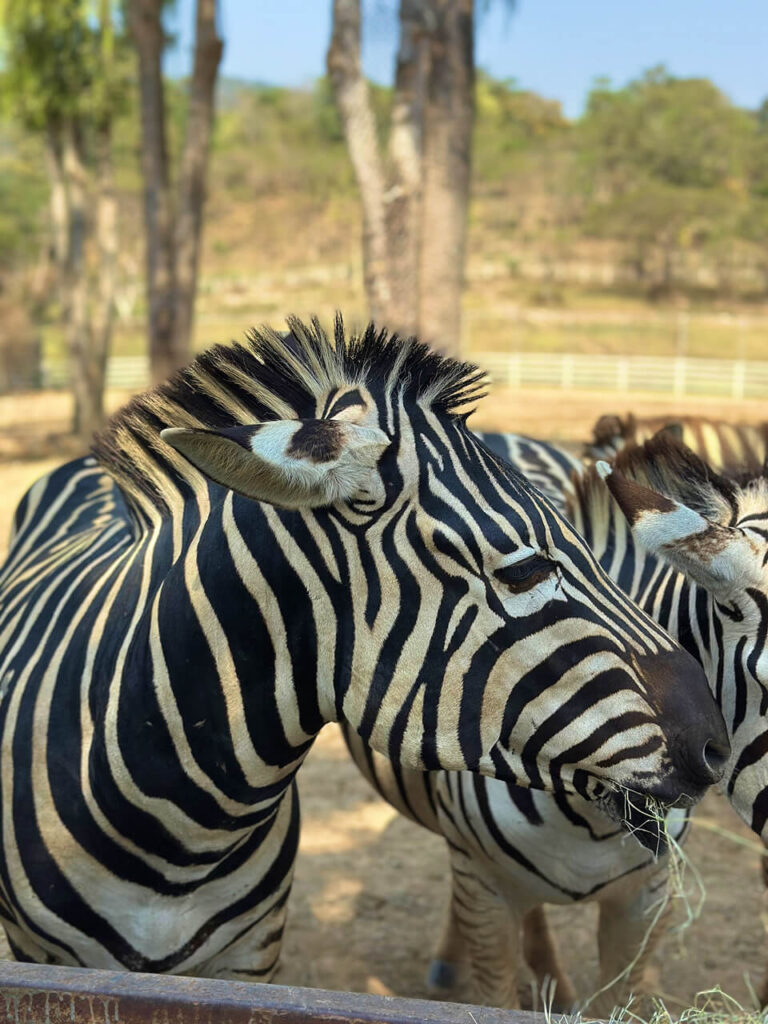 A zebra at Singha Park in Chiang Rai