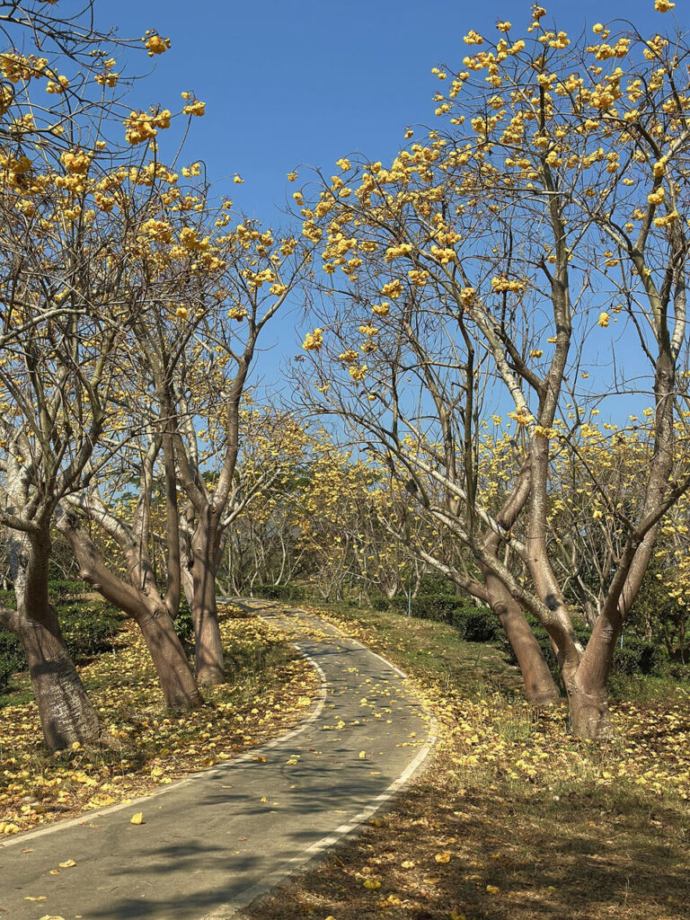 Singha Park in Chiang Rai