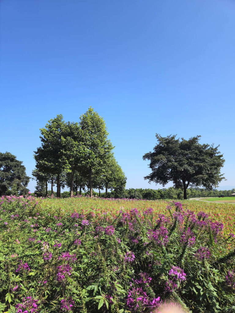 Singha Park in Chiang Rai