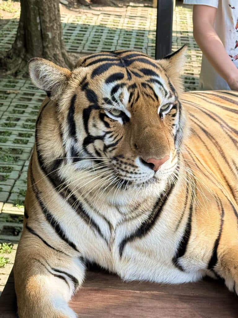 Tiger Kingdom in Chiang Mai