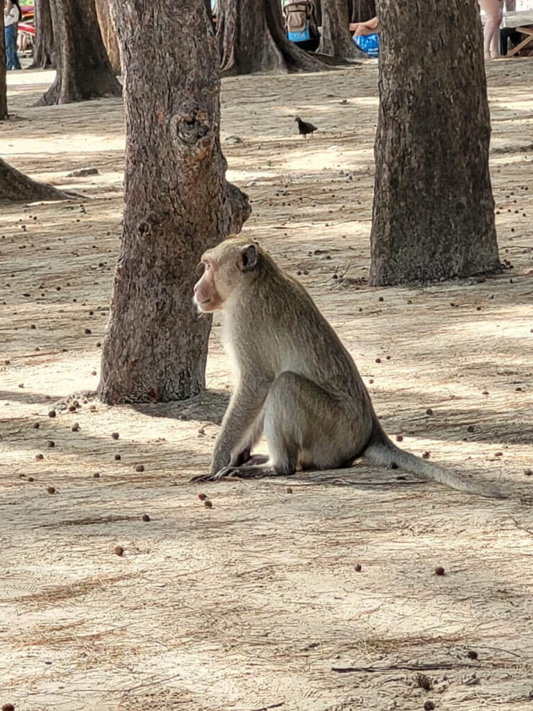 A monkey at Nang Ram Beach