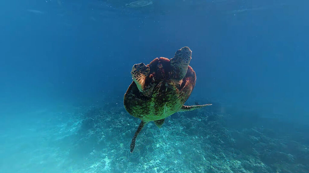 I saw a turtle during snorkeling on Similan Islands