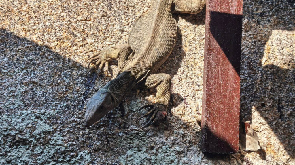 Monitor Lizard on Similan Islands