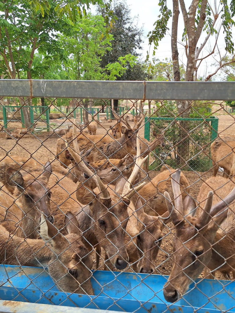 Deer at Wat Huay Mongkol