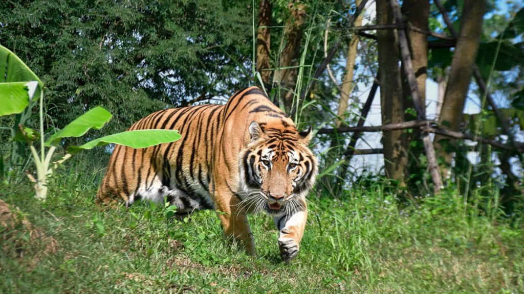 Wildlife Friends Foundation Thailand (WFFT)