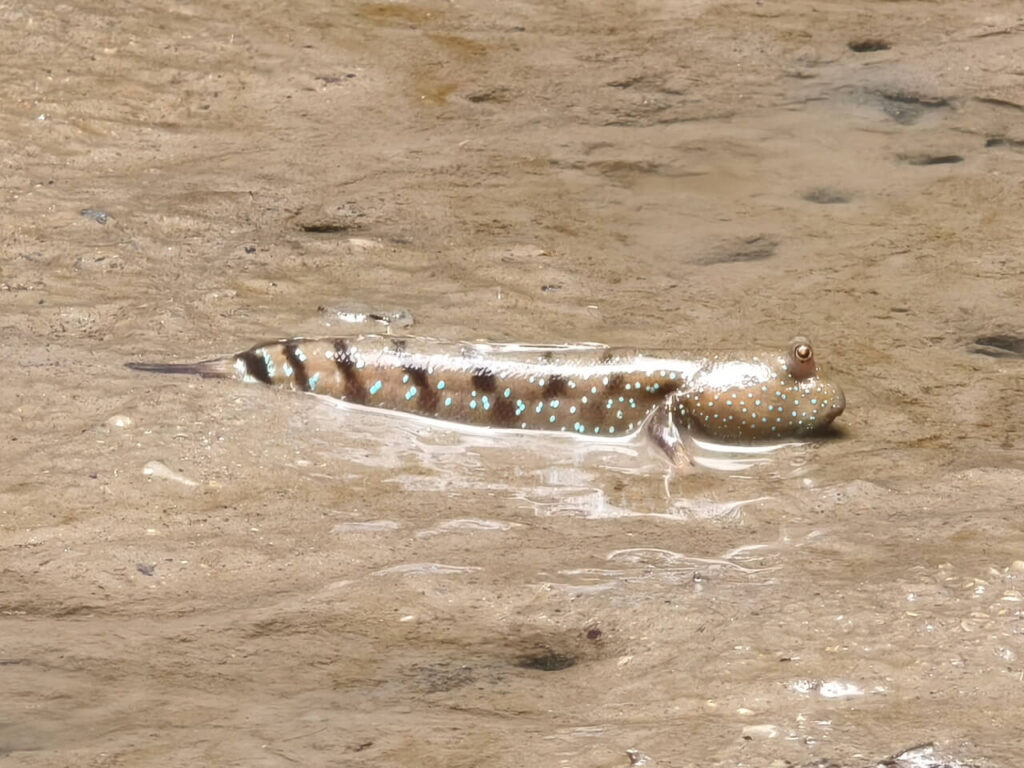 Mudskipper