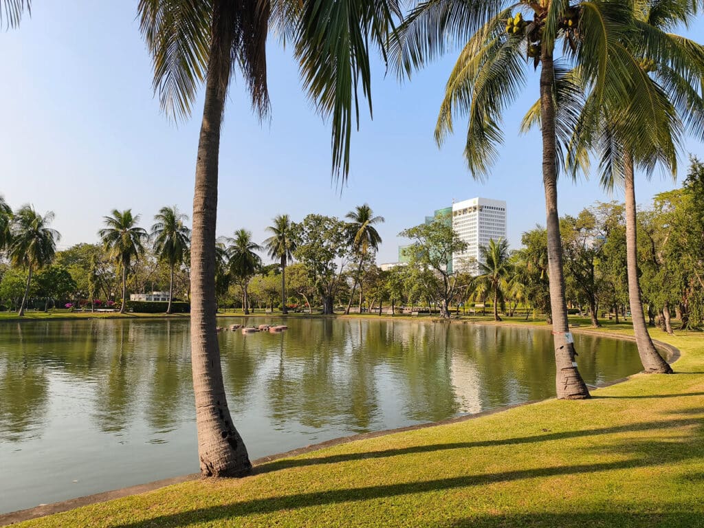 Palm trees by the pond in Chatuchak Park