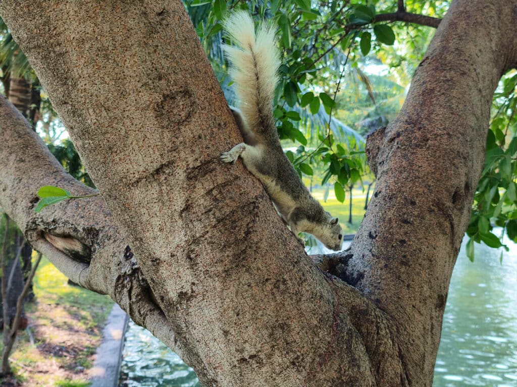 Squirrels at Chatuchak Park