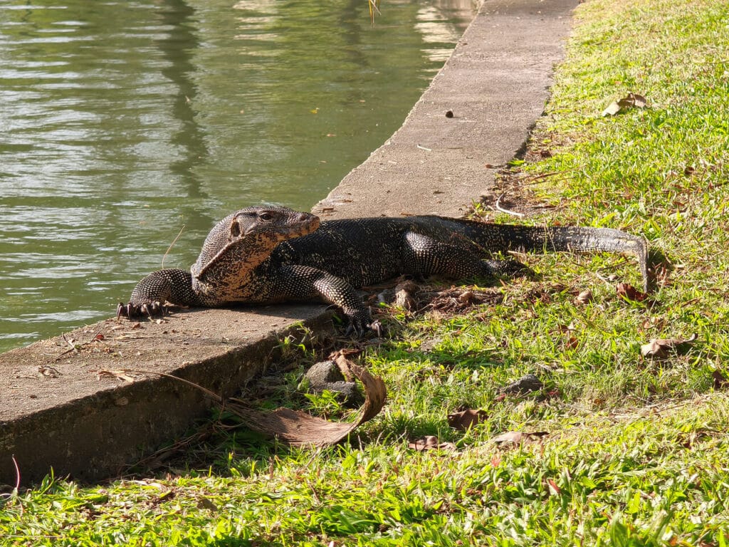 Monitor Lizards at Chatuchak Park