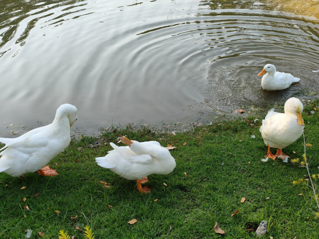 Ducks in Queen Sirikit Park