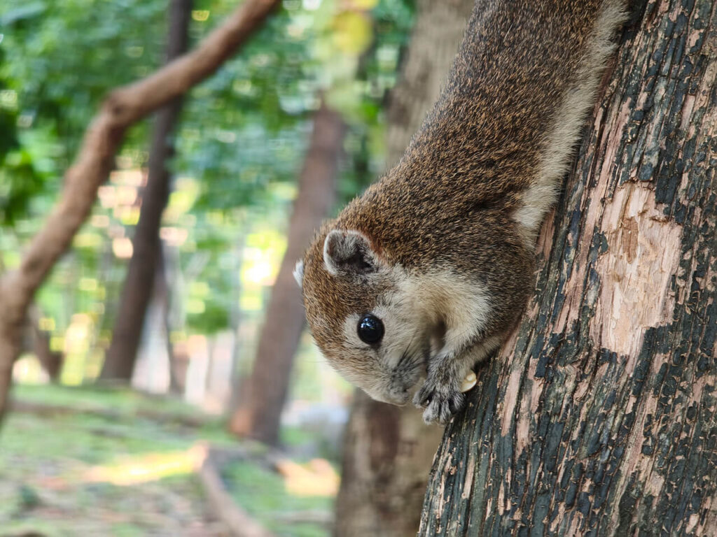 A squirrel eating peanut in Queen Sirikit Park