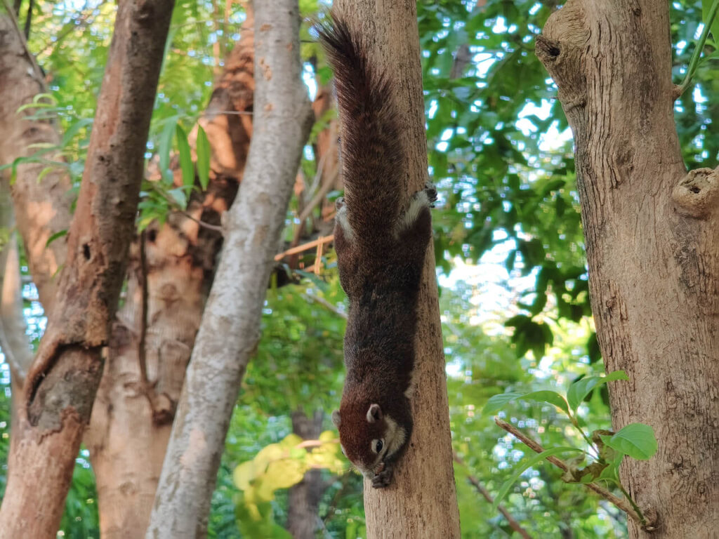 A squirrel eating peanut in Queen Sirikit Park