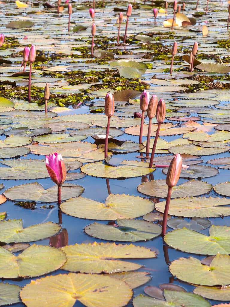 Lotus flowers closing at midday at Red Lotus Lake