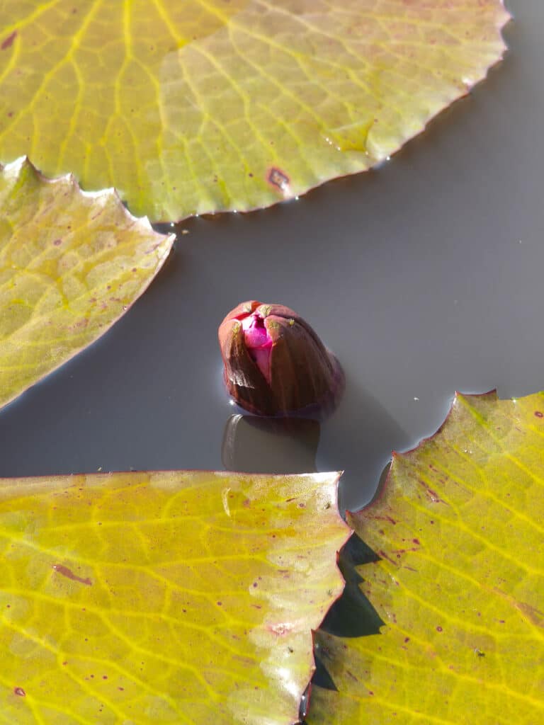 Lotus flowers closing at midday at Red Lotus Lake