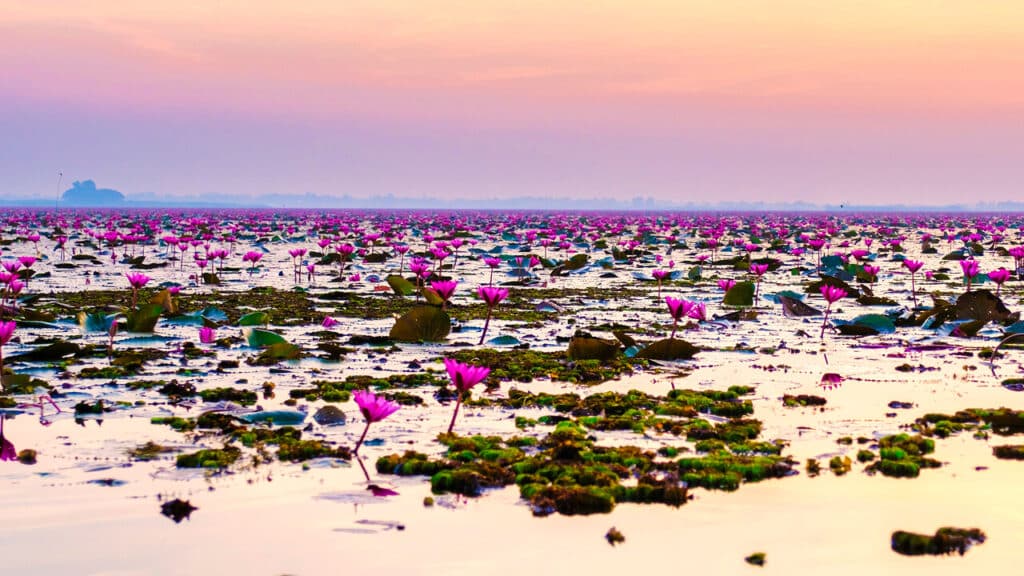 Red Lotus Lake in Udon Thani