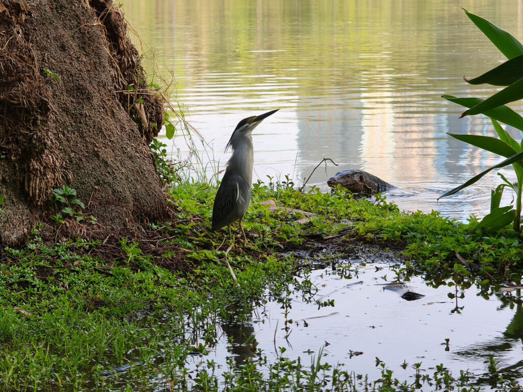 A bird and a water monitor at Rot Fai Park