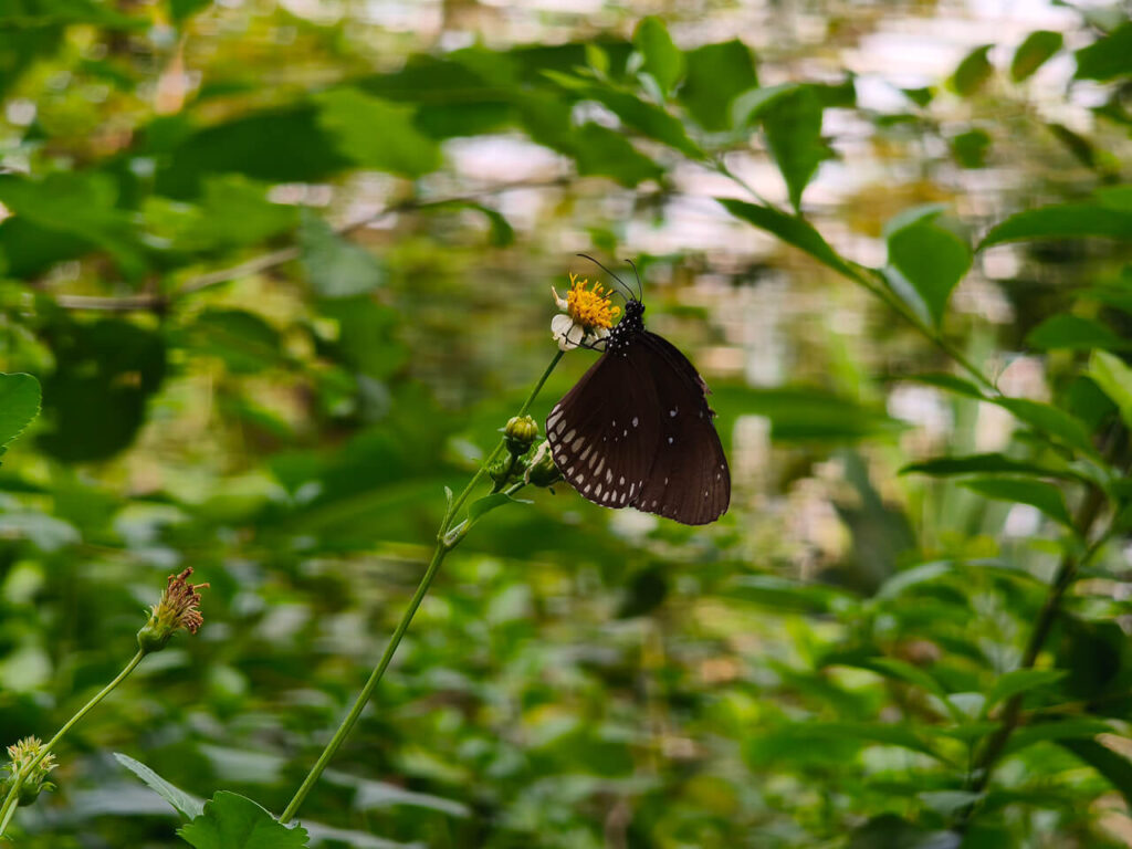Butterfly Garden at Rot Fai Park