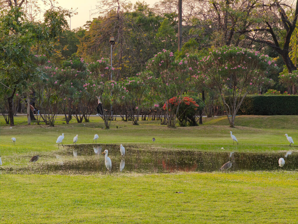 Birds at Rot Fai Park