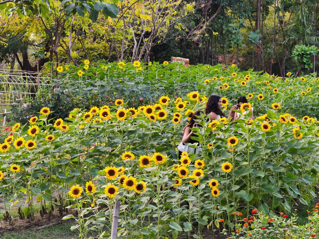Sunflowers at Rot Fai Park