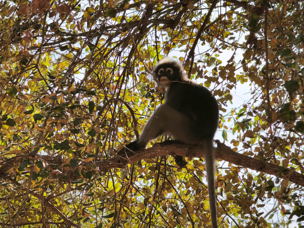 Dusky Leaf Monkey at Khao Daeng Viewpoint