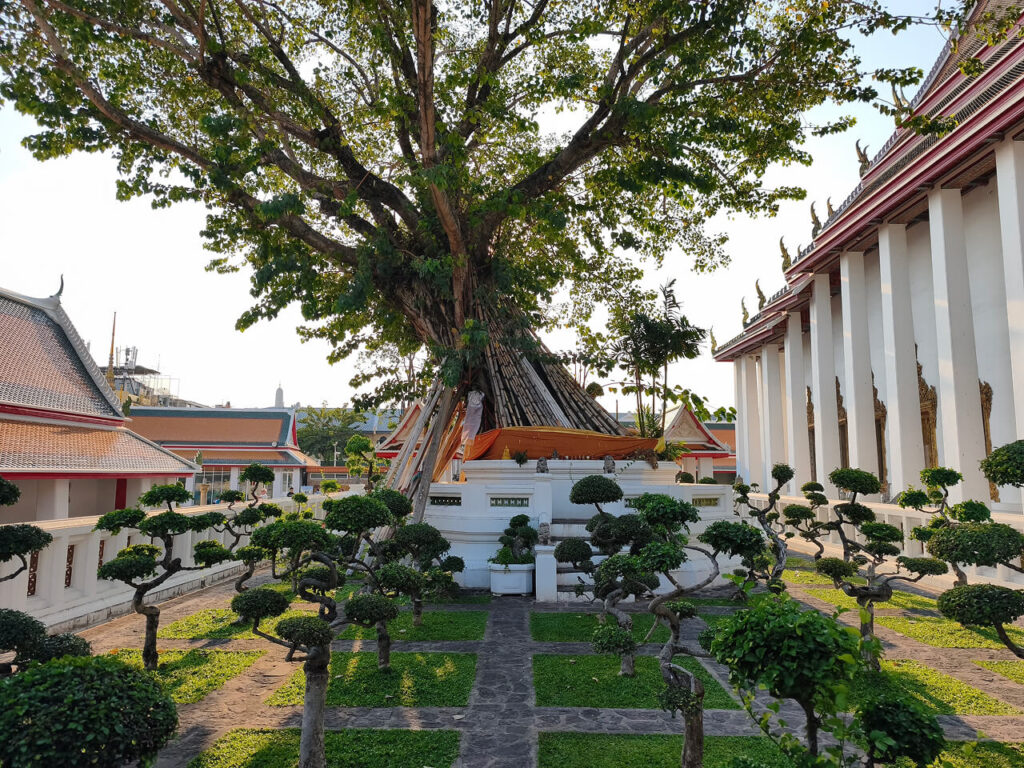 A giant tree near the Reclining Buddha in Bangkok