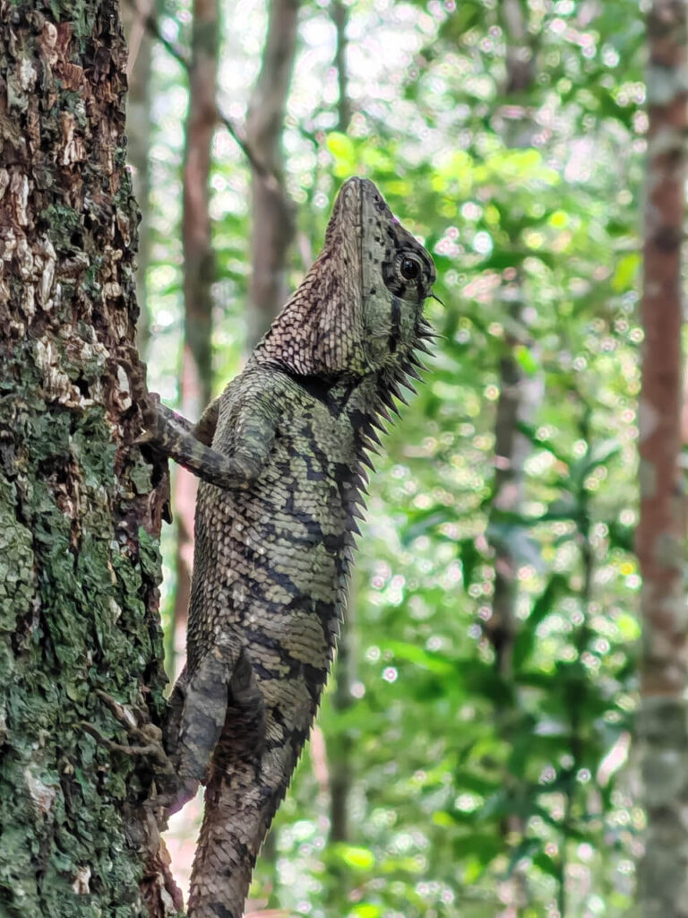 Iguana at Khao Phanom Bencha National Park