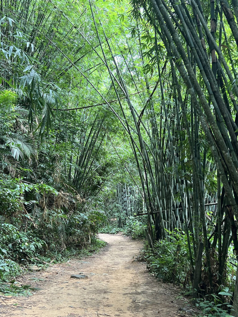 Jungle Trekking in Khao Sok