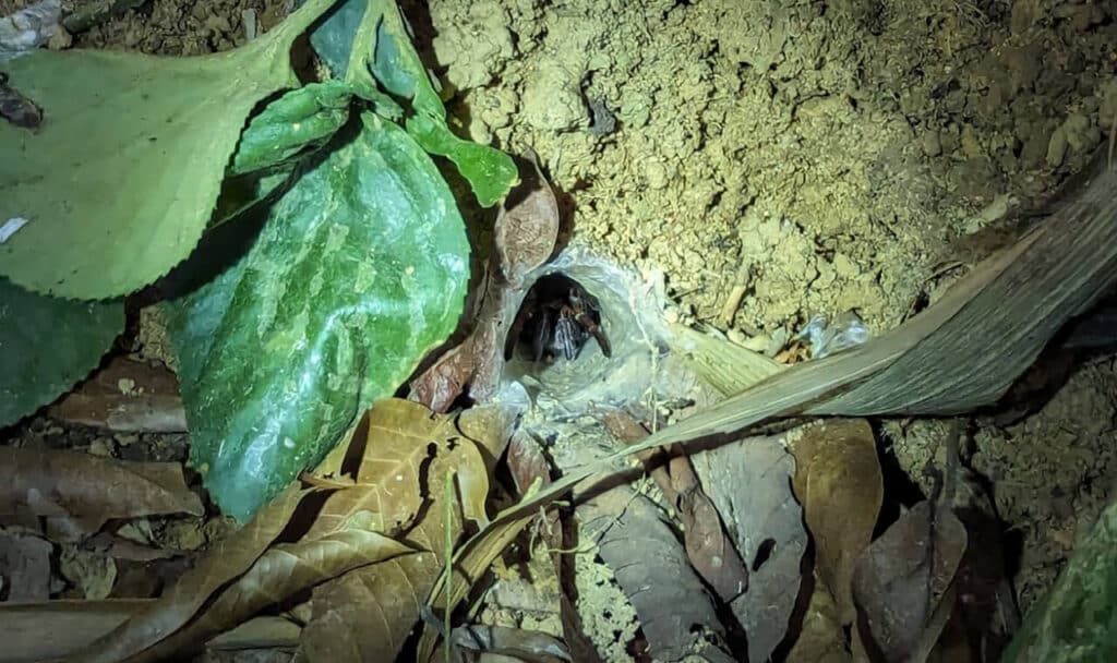 Spider burrow spotted during a night safari in Khao Sok National Park