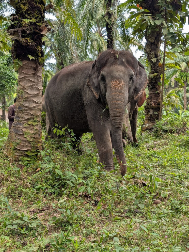 Krabi Elephant Sanctuary
