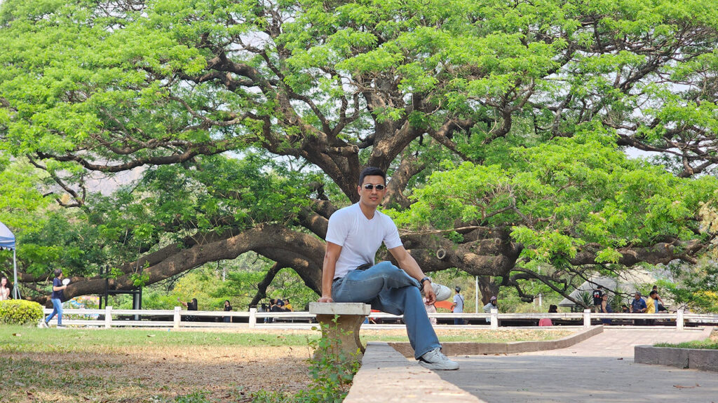 Giant Monkey Pod Rain Tree in Kanchanaburi, Thailand