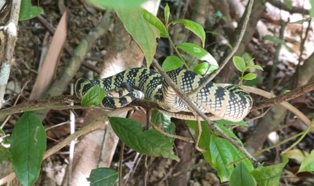 Snake sleeping on a tree branch in Khao Sok National Park