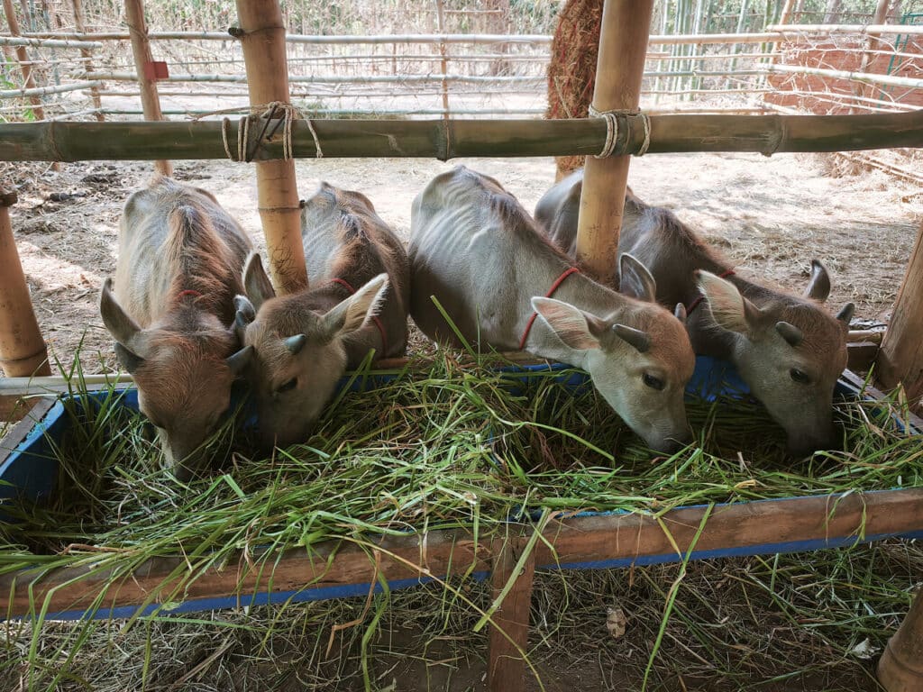 Cows at Buffalo Market Ratchaburi
