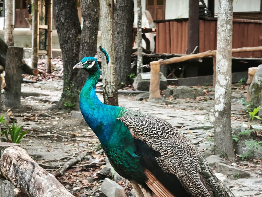 Peacocks at Kaeng Som Maew Queen Sirikit Forest Park