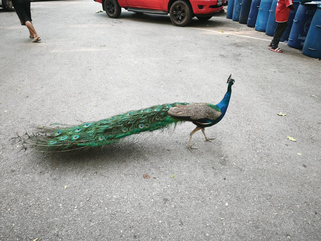 Peacocks at Kaeng Som Maew Queen Sirikit Forest Park