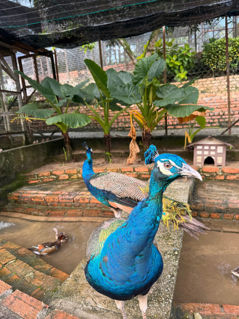 Peacocks at Bukit Jelutong Eco Community Park